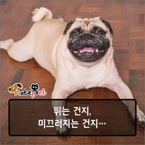 노트펫