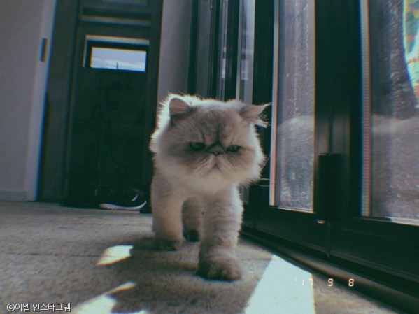 노트펫