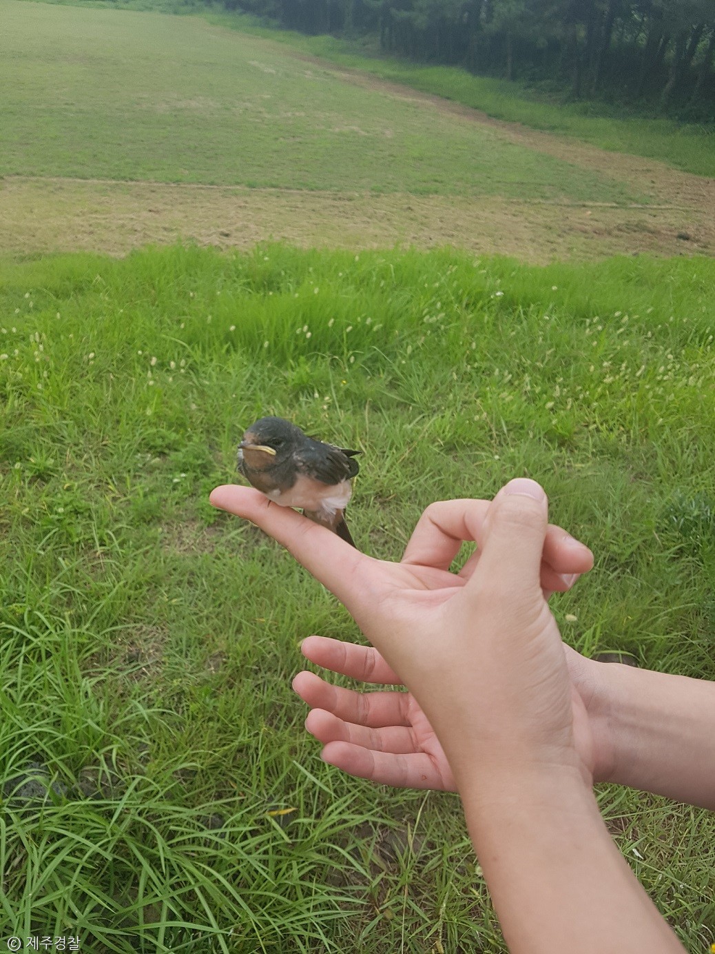 노트펫