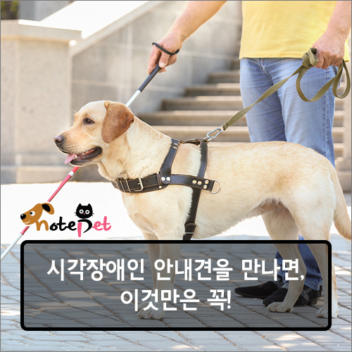노트펫