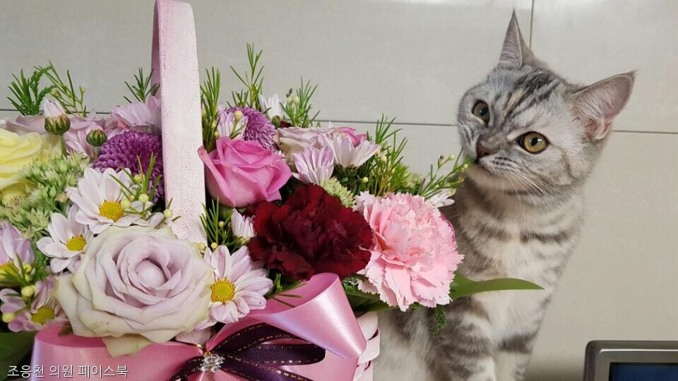 노트펫