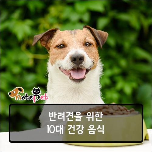 노트펫