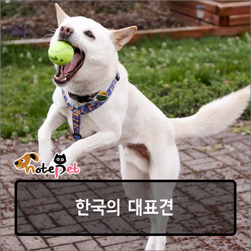 노트펫