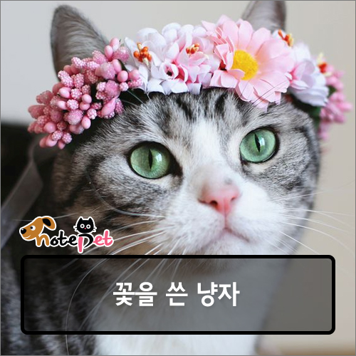 노트펫