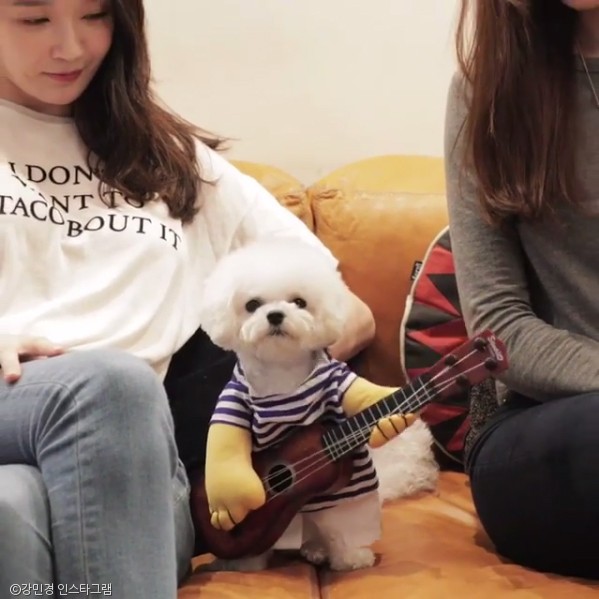 노트펫