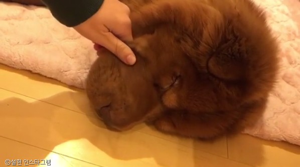 노트펫