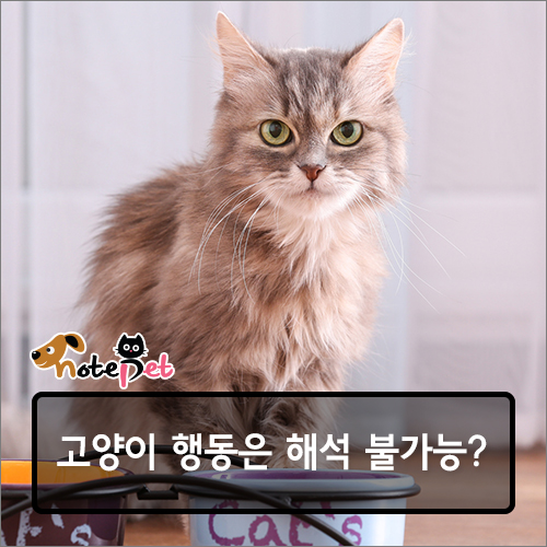 노트펫