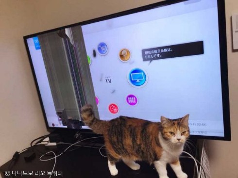 노트펫