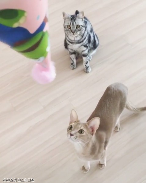 노트펫
