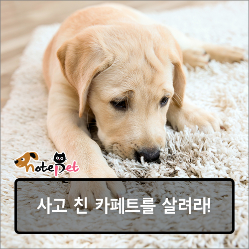 노트펫