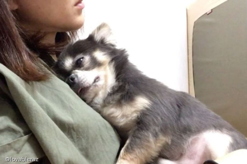 노트펫