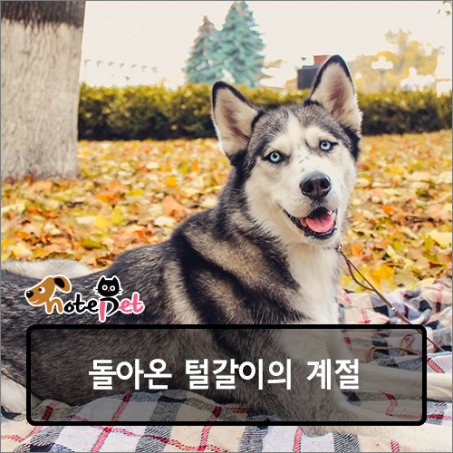 노트펫