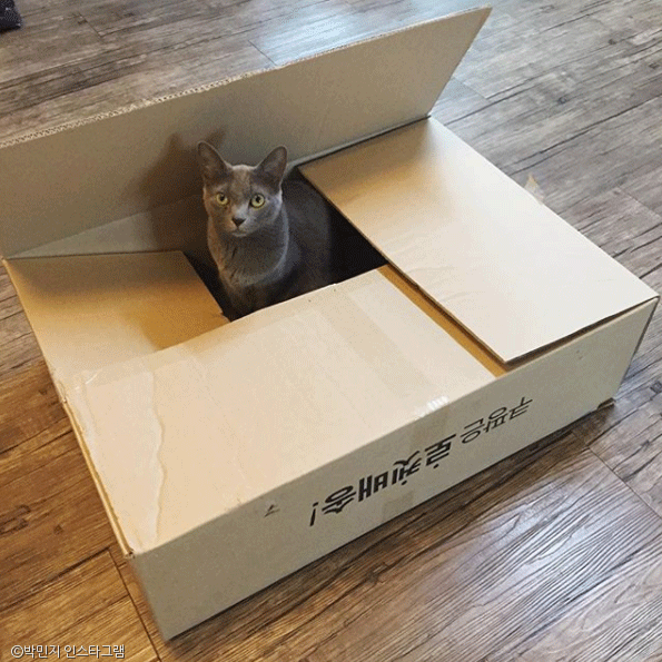 노트펫