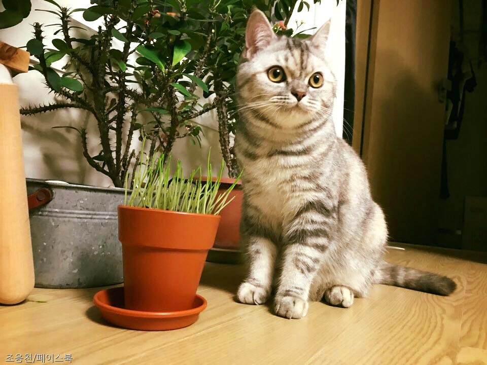노트펫