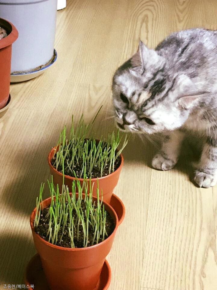 노트펫