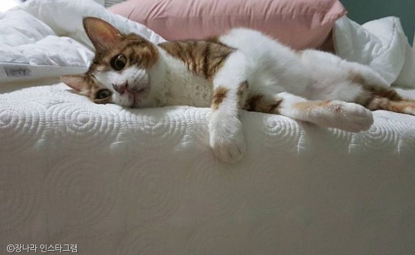 노트펫