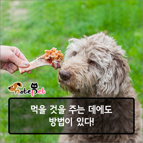 노트펫