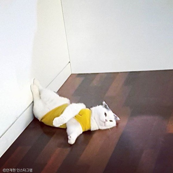 노트펫