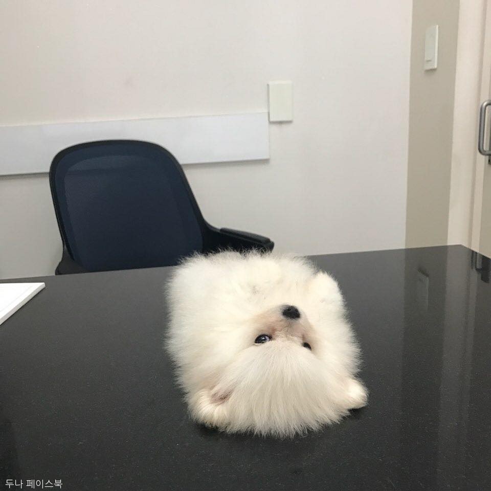 노트펫
