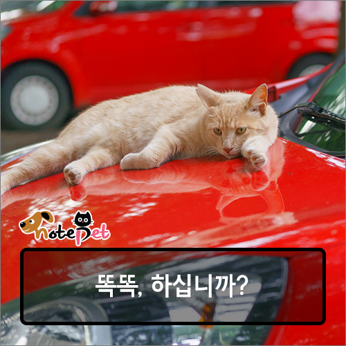 노트펫