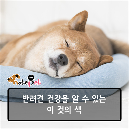 노트펫