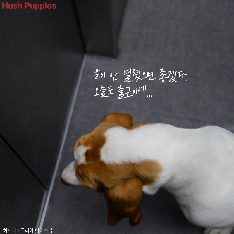 노트펫