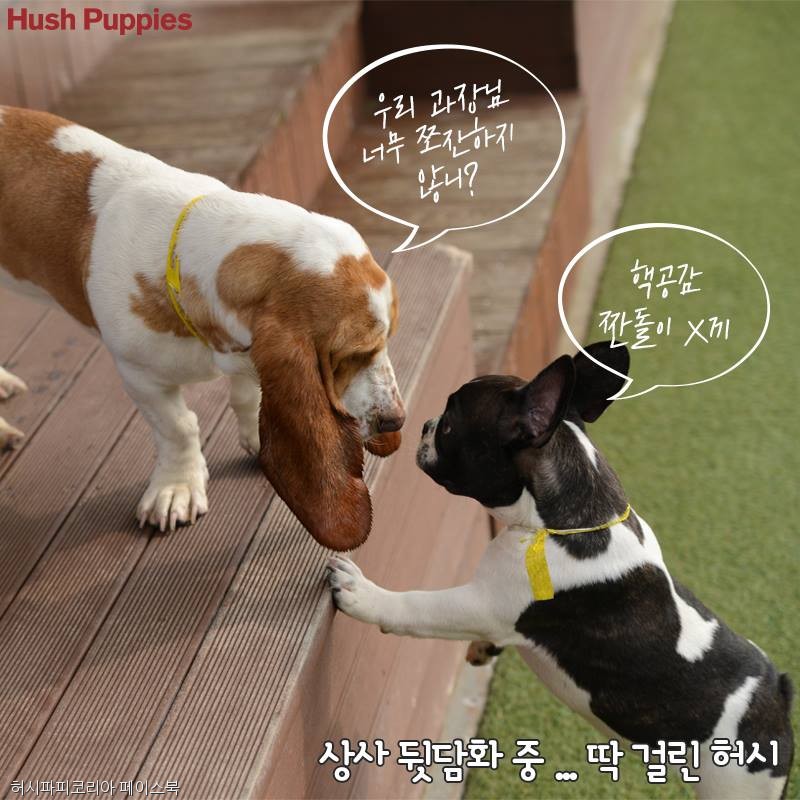 노트펫