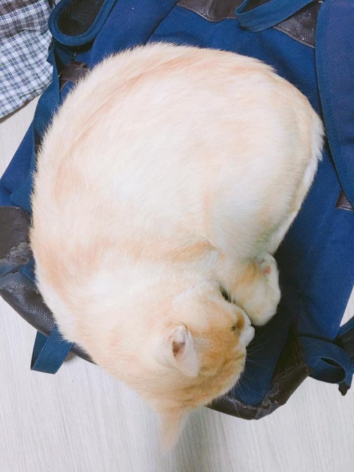 노트펫