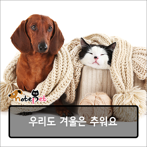 노트펫