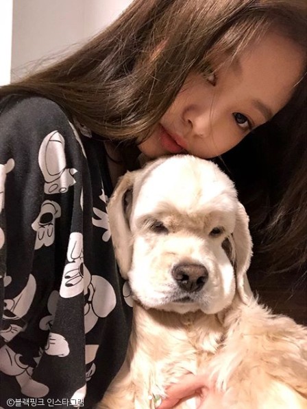 노트펫