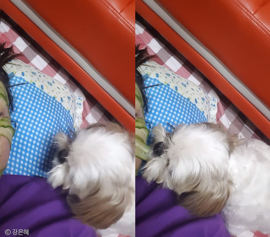 노트펫