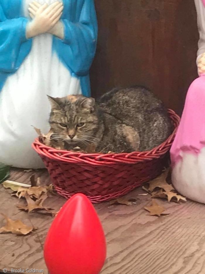 노트펫