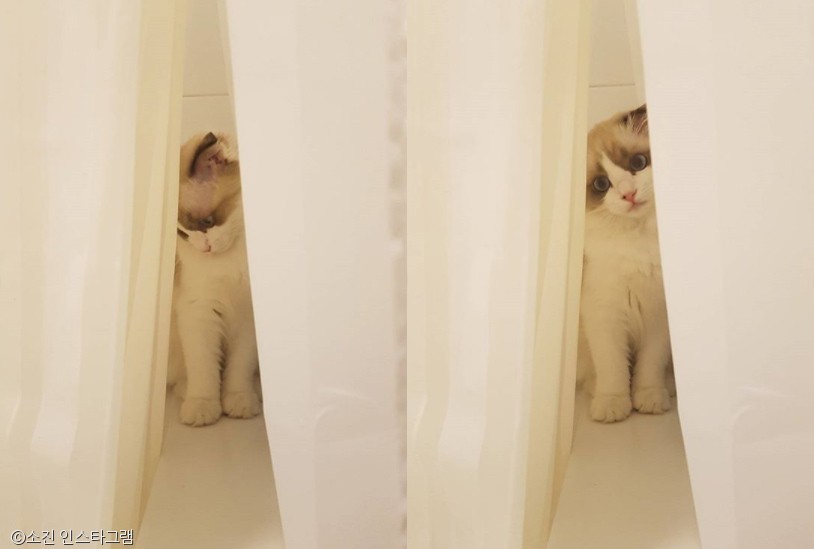 노트펫