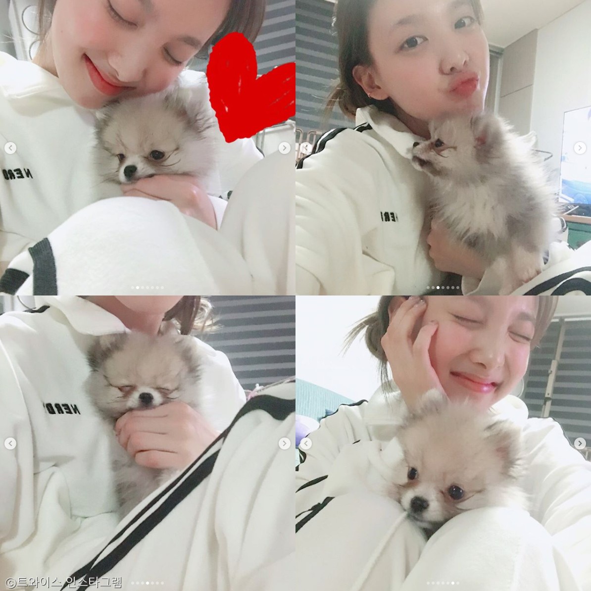 노트펫