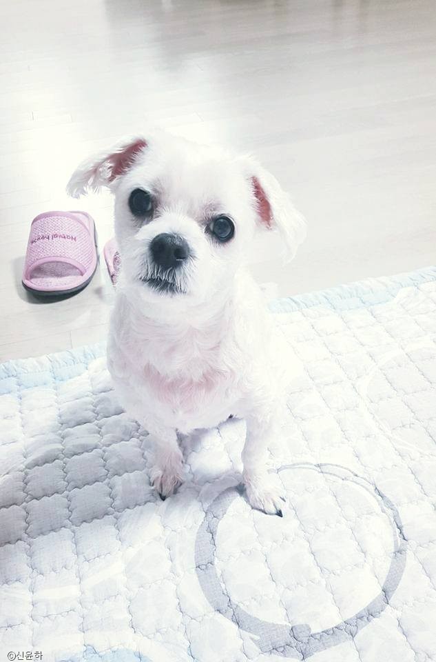 노트펫