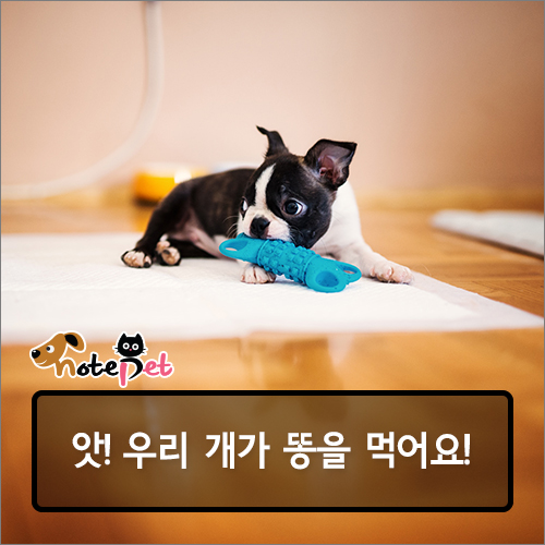 노트펫