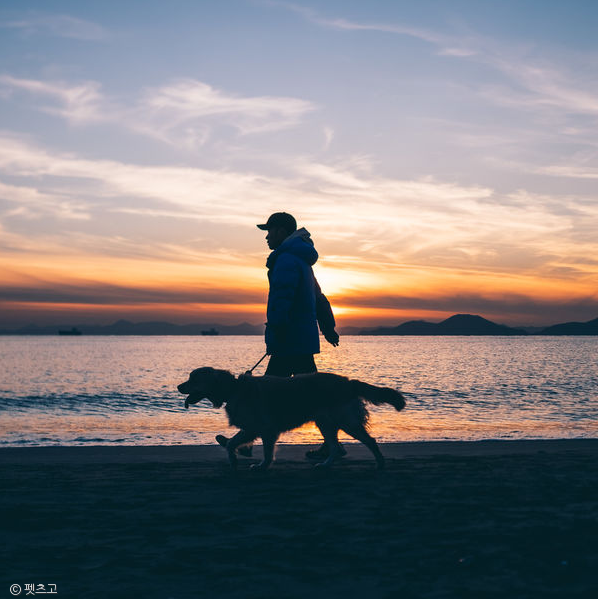 노트펫