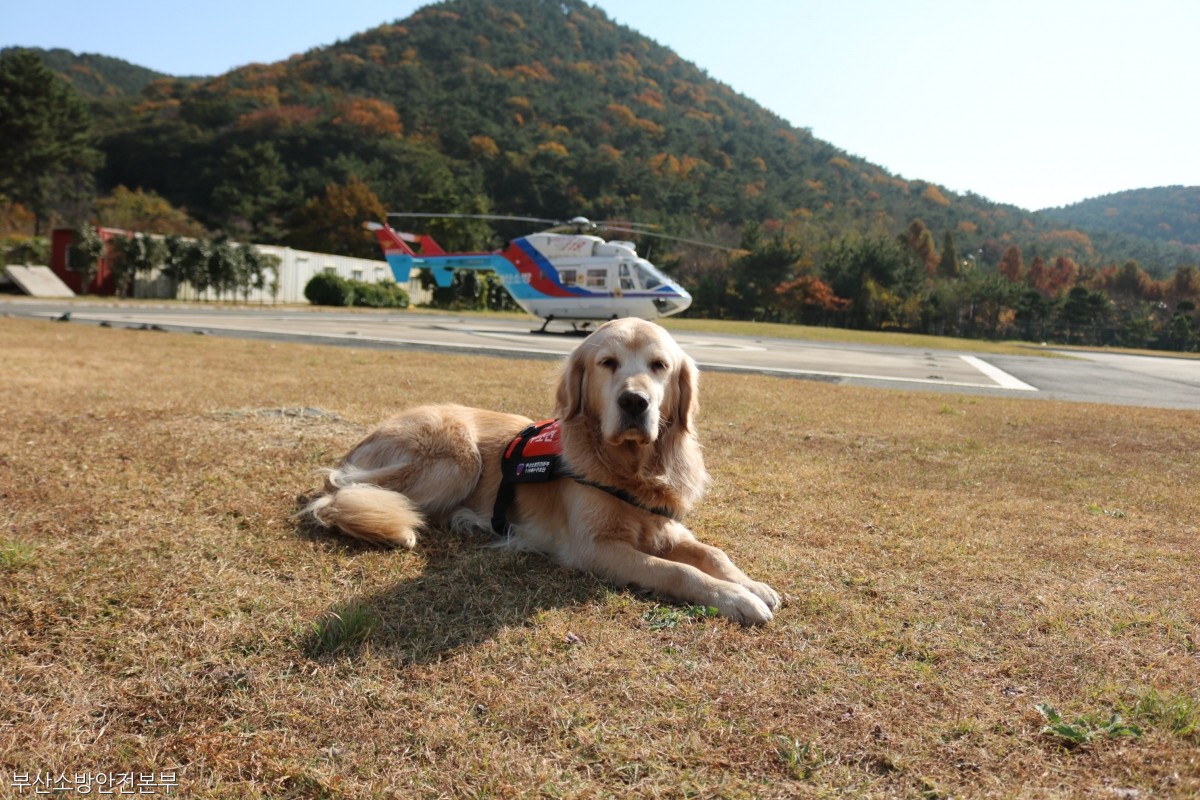 노트펫