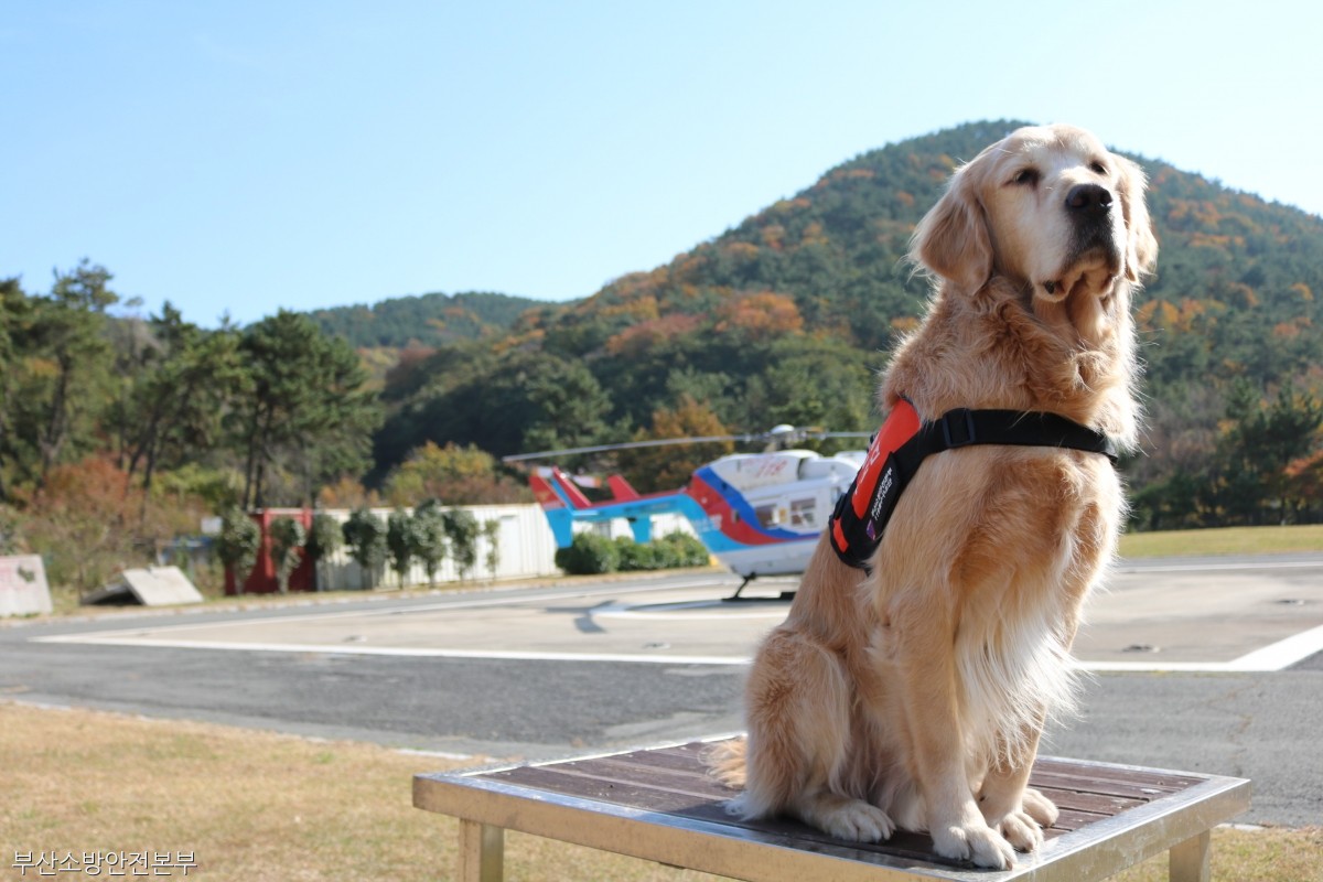 노트펫