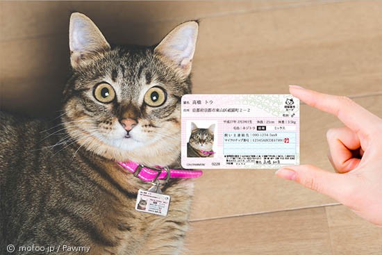 노트펫