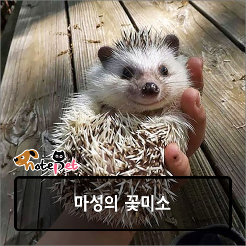 노트펫