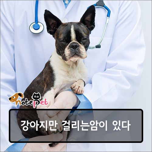 노트펫