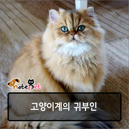 노트펫