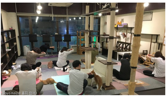노트펫