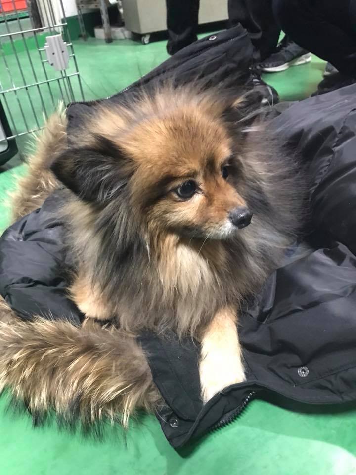 노트펫