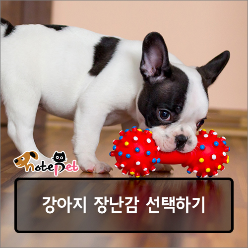 노트펫