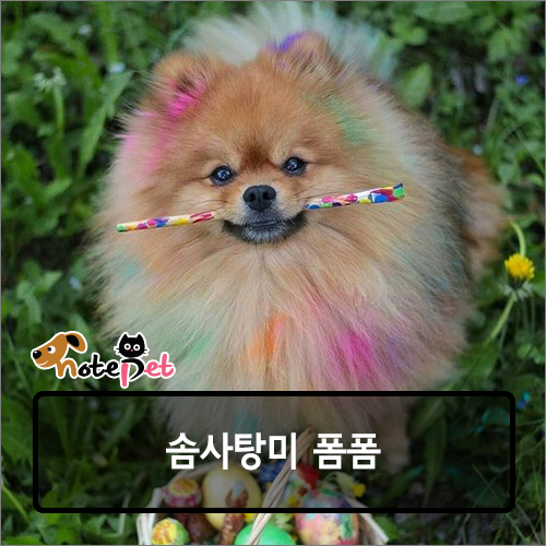 노트펫