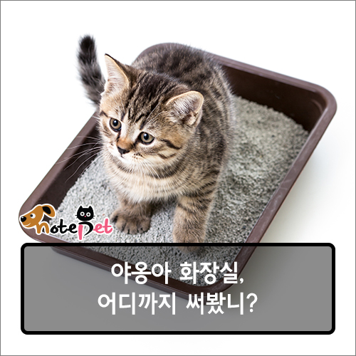 노트펫