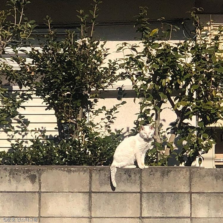 노트펫