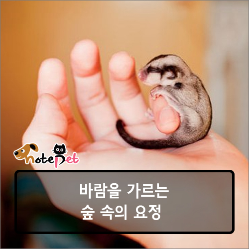 노트펫